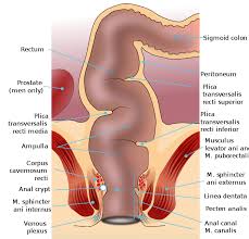 Swallowing.swallowing is the process of using smooth and skeletal muscles in the mouth, tongue, and pharynx to push food out of the mouth, through the pharynx, and into the esophagus. The Human Digestive System Organs Functions And Diagram
