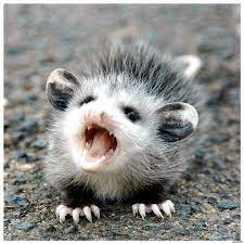 For My Cakeday I Give You Angry Baby Possum Baby Animals Animals Cute Animals