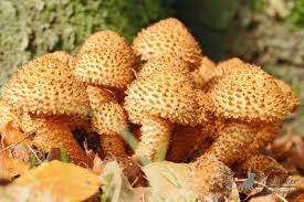 cor visser nature phography's Photo Galleries at pbase.com