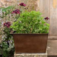 We did not find results for: Buy Plant Trough Short Delivery By Crocus