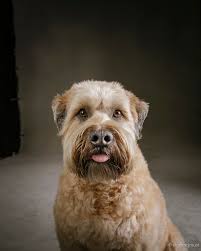 vincent j musi (@vincentjmusi) • Instagram photos and videos