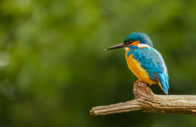Top 60 Amazing Bird Facts For Kids Must Know - Teacher Professional  Development