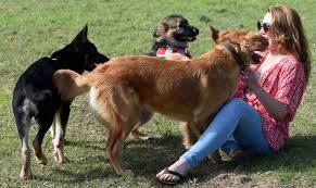 Man Dog Crosses A Kathmandu Street Hand In Paw Popular dog and woman crossing of good quality and at affordable prices you can buy on aliexpress. dog crosses a kathmandu street hand in paw