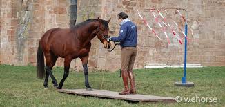 How do classic trainers lunge their horses? Training Young Horses Tying Lunging Saddling For The First Time