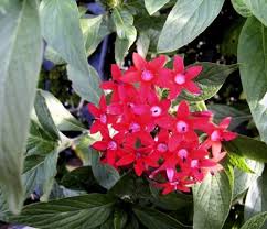 Image result for Pentadesma reyndersii