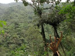 Image result for Cyathea mildbraedii