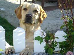 On Vous Dit Pourquoi Vous Ne Devriez Jamais Adopter De Labrador Chien Labrador Labrador Chien Blanc