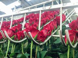 Order flowers online 24 hours a day, 7 days a week. Wholesale Flowers Dutch Petals Inc