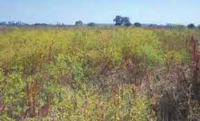 Bulawayo city council (bcc) and umguza rural district council are deadlocked in metropolitan boundary wars, a situation that has left some rate paying residents in a quandary as they cannot access water and sanitary provisions. Farming Collapses In Umguza Nyamandlovu The Sunday News