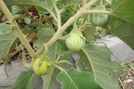 Image result for Solanum litoraneum
