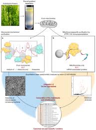 Check spelling or type a new query. Small Is Big In Arabidopsis Mitochondrial Ribosome Nature Plants