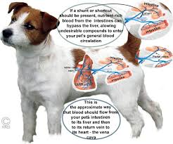 However, animals may need to be. Portosystemic Shunts In Your Dog And Cat