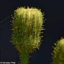 Image result for Sonchus schweinfurthii