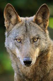 Picture By 5200 Kelvin Italian Wolf Canis Lupus The World Of Wolves Canis Lupus Wolf Dog Wild Dogs