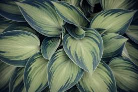 <picture> <source type=image/webp srcset=images/butterfly.webp> <img src=images/butterfly.jpg alt=a butterfly> </picture> Pixelate A Jpg Picture Online Jpg Tools