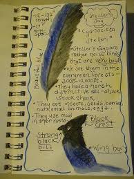 Nature Journals Ideas And Tips Nature Journal Nature Education Homeschool Nature Study