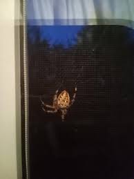 Image result for pokoutnik st job 