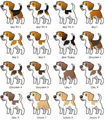 Beagle Coloring Variations My Sisters Beagle Peanut Was