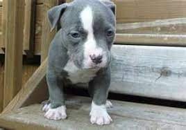 American Pitbull Terrier Puppy American Pitbull Terrier American Pitbull Terrier Puppy Pitbull Terrier Puppies