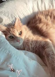 ˏˋ ˎˊ 𝘱𝘪𝘯𝘵𝘦𝘳𝘦𝘴𝘵 𝘤𝘰𝘴𝘮𝘪𝘤𝘨𝘰𝘵𝘩 mit bildern susse tiere susseste haustiere