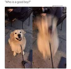 Who Is A Good Boy Blur Is A Good Boy Dog Excite Blur Barksnrecbc Funny Animal Pictures Funny Animal Memes Funny Animals