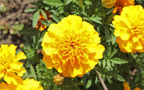 Annual candtuft, if planted from seed, it begins flowering withing just a few short months with colors ranging from white to pink to purple. Mexican Marigold Wallpaper Flower Desktop Wallpaper Marigold Marigold Flower