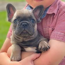 They are health tested and shown. Your Home For Fine Quality Blue French Bulldog Puppies In Indiana