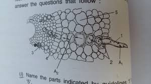 (ii) a region of cell prolongation: 1 Name The Parts 1 To 5 2 Is The Root Hair Cell Unicellular Or Multicellular 3 Name The Process Responsiblefor The Entry Of Water Molecules From Soil Biology Topperlearning Com Fugmohnn