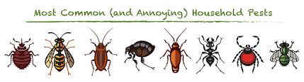 Check spelling or type a new query. Dealing With Common Household Pests Green Earth Pest Control