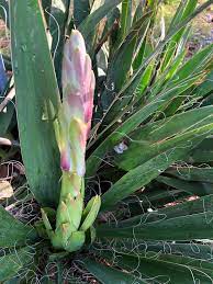 Yucca Filamentosa Adam S Needle Yucca Curlyleaf Yucca Spanish Bayonet Spoonleaf Yucca North Carolina Extension Gardener Plant Toolbox
