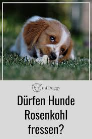 Durfen Hunde Rosenkohl Fressen Midoggy Community Hunde Hundeschule Hundeernahrung