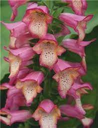 Digitalis Illumination Pink Wholesale Seeds And Vegetative Breeding From Thompson Morgan Wholesale Based Foxglove Bee Friendly Plants Beautiful Flowers