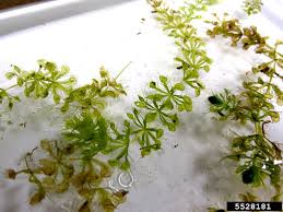 Image result for Aldrovanda