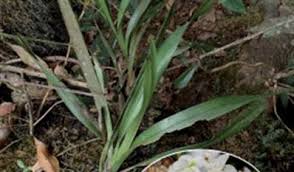 Image result for Diaphananthe odoratissima