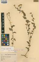 Image result for Anisopappus chinensis