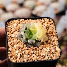 Image result for Haworthia