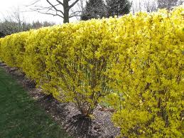 Spring Forsythia Hedge 2 Farm Landscaping Front Yard Landscaping Design Privacy Landscaping