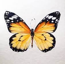 Monarch Butterfly Illustration Monarch Butterfly Illustration Monarchfalte Monarch Butterfly Illu Mariposas Acuarela Acuarela Pinturas De Mariposas