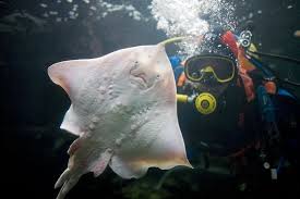 Anglesey Sea Zoo Brynsiencyn