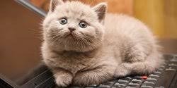 Makanan kucing bisa kita dapatkan di toko hewan dengan mudah dan harga yang bervariasi. 8 Resep Makanan Kucing Kaya Nutrisi Bikin Gemuk Dan Mudah Dibuat Sendiri Merdeka Com
