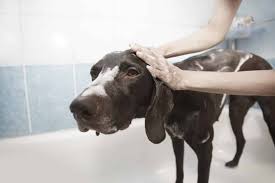 my dog hates the bath: 8 steps to