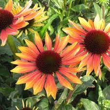 Green envy (echinacea purpurea 'green envy'). Echinacea Evening Glow Vitro Westland