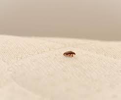 You should look for bed bug infestation in places like beds, mattresses,books, radios, edges of carpets, furnitures, boxes, suitcases, etc. Early Signs Of Bed Bugs On A Mattress City Mattress