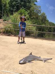 Includes official live player and team stats. Bull Shark Takes The Bait Boy S Surprise Catch In River Fraser Coast Chronicle