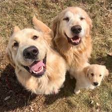 father and sons golden retrievers zolotistye retrivery retriver sobaki