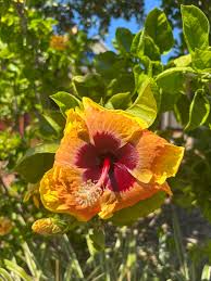 Image result for Hibiscus panduriformis