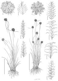 Image result for Cyperus cuspidatus