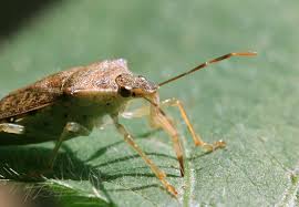 When you're a spined soldier bug laying eggs, they can be “Any Colour You  Like”