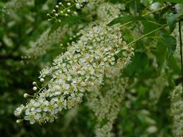 Which north american fruit trees should you plant? Black Cherry An Important North American Tree