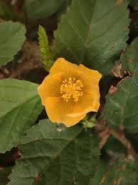 Image result for Sida dregei